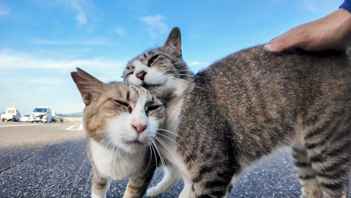 猫の仲良しコンビ