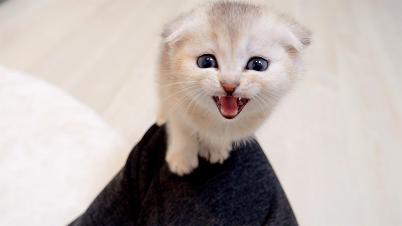 膝に登る子猫