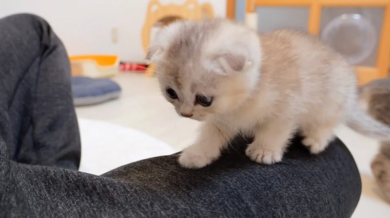 何度も膝に登る子猫