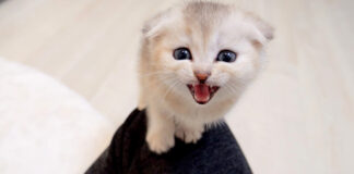 何度も膝に登る子猫