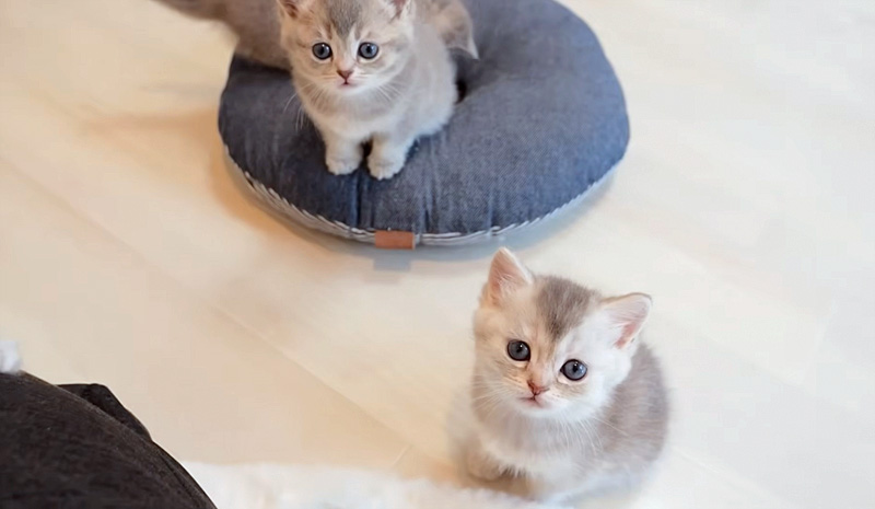 見つめてきた子猫達