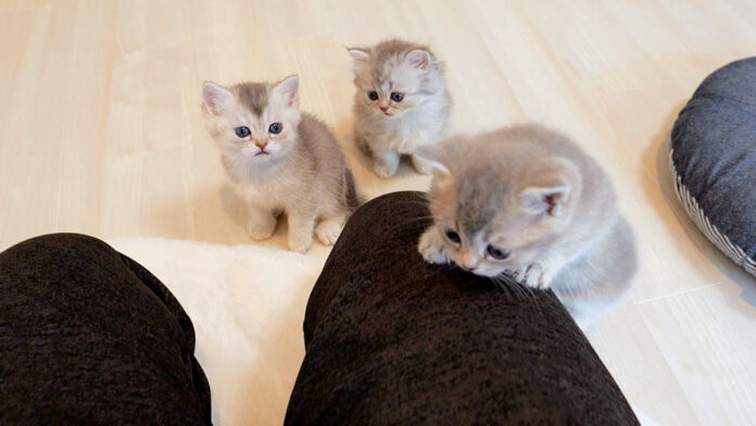 なぜか順番に膝に登る子猫達