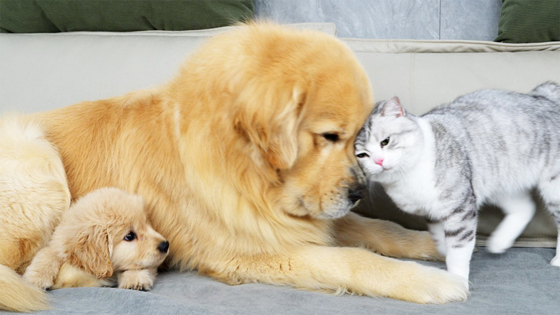 犬にスリスリする猫