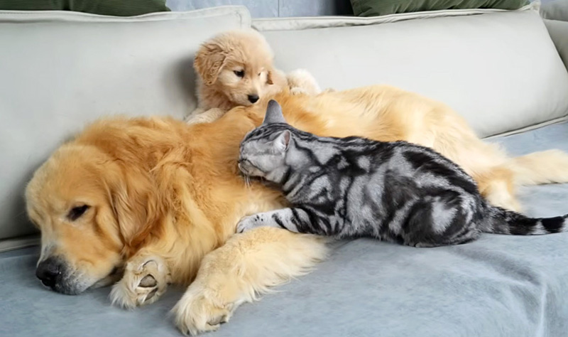 犬に甘える猫