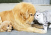 犬と仲良しな猫
