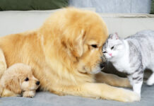 犬と仲良しな猫