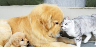 犬と仲良しな猫