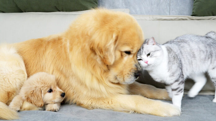 犬と仲良しな猫