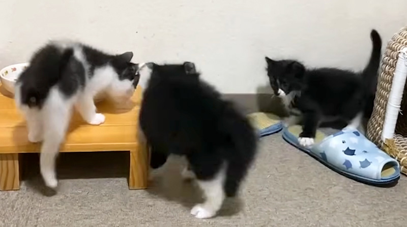 元気いっぱいの子猫達