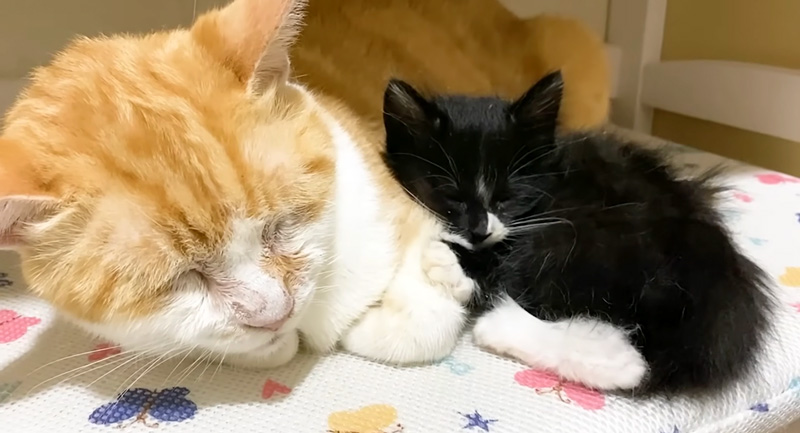先住猫にくっついて眠る保護子猫