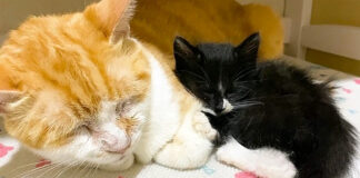 先住猫にくっついて眠る保護子猫