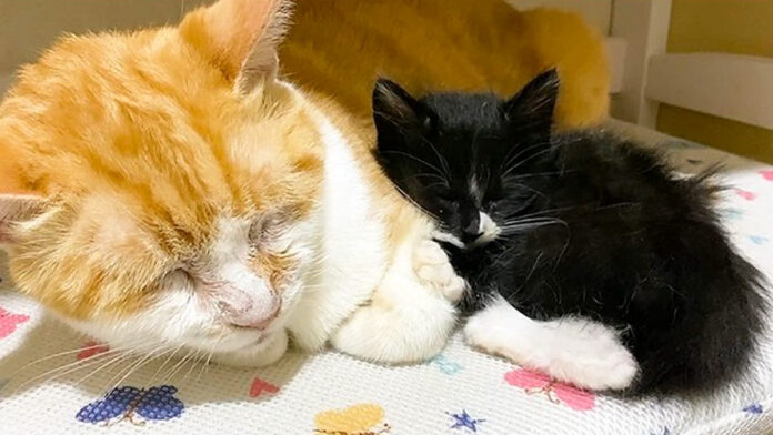 先住猫にくっついて眠る保護子猫