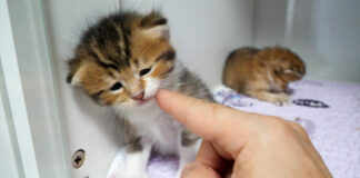 眠たそうな顔の子猫をナデナデ