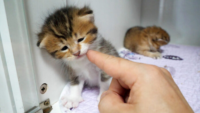 眠たそうな顔の子猫をナデナデ