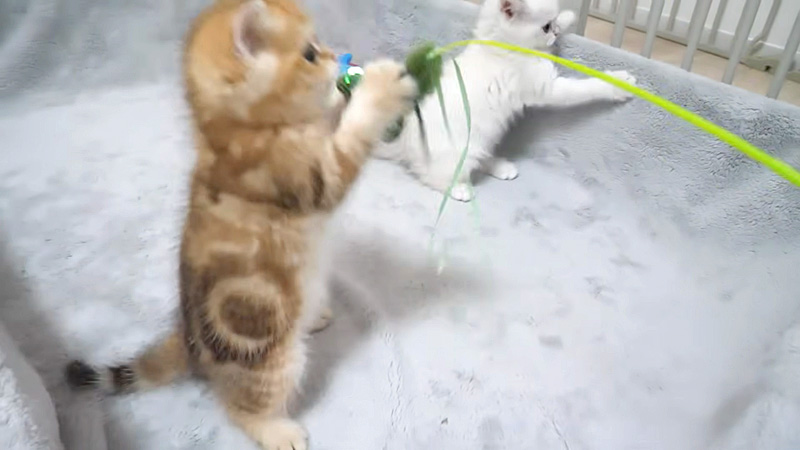 オモチャで遊ぶ子猫