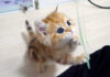 寝起きとは思えないくらいはしゃぎ出す子猫
