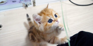 寝起きとは思えないくらいはしゃぎ出す子猫