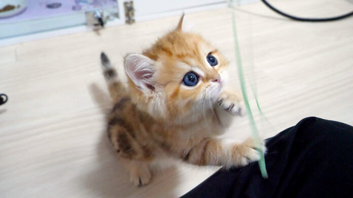 寝起きとは思えないくらいはしゃぎ出す子猫