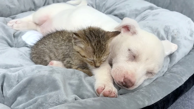 一緒に眠る子犬と子猫