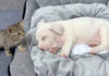 子犬が気になる子猫