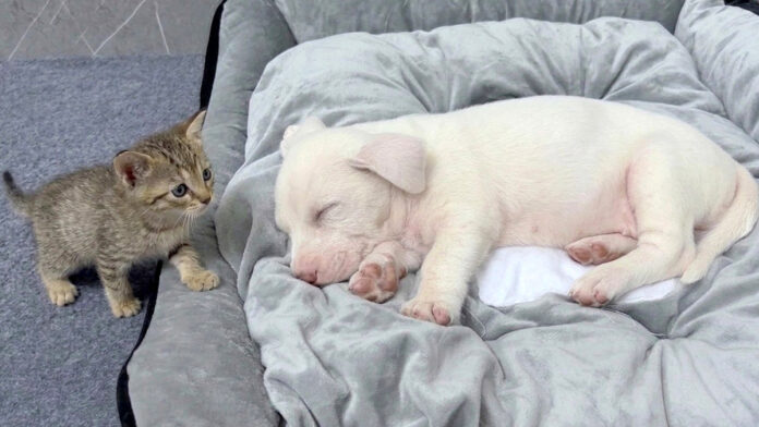 子犬が気になる子猫