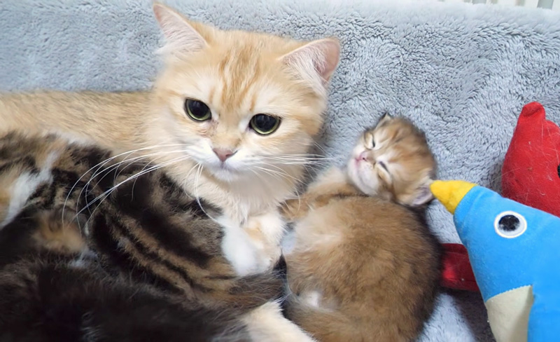ウトウトする子猫