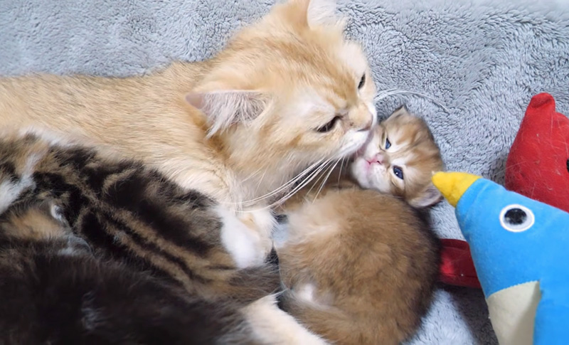 お母さんに起こされちゃう子猫