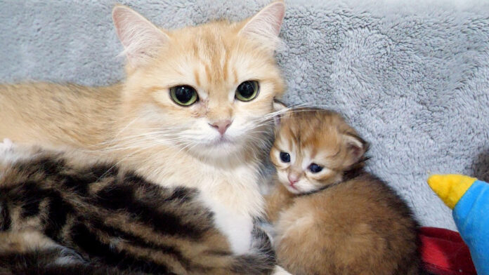 お母さんに寄り添う子猫