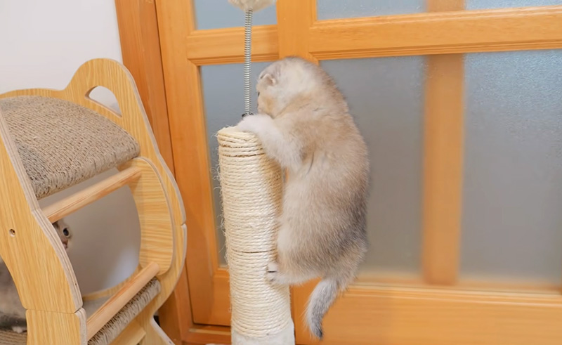 高いところに登る子猫