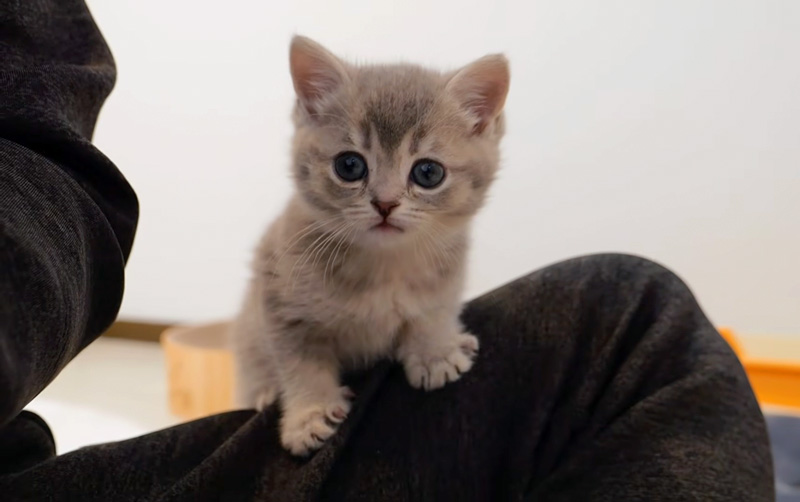 膝の上に登って吠える子猫