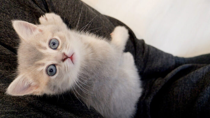 nobottehoeru_neko_title 膝の上に登って吠える子猫