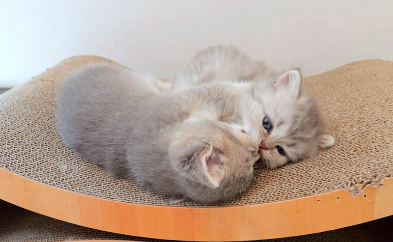 にゃんプロする子猫達