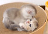 にゃんプロする子猫達