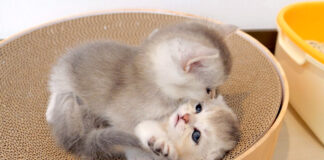 にゃんプロする子猫達