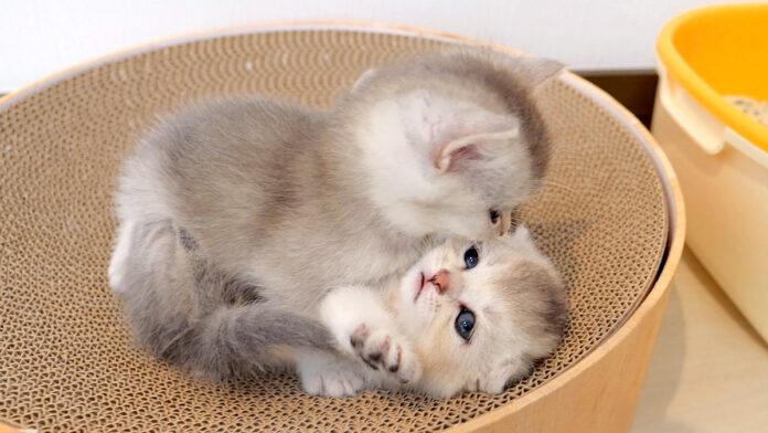 にゃんプロする子猫達