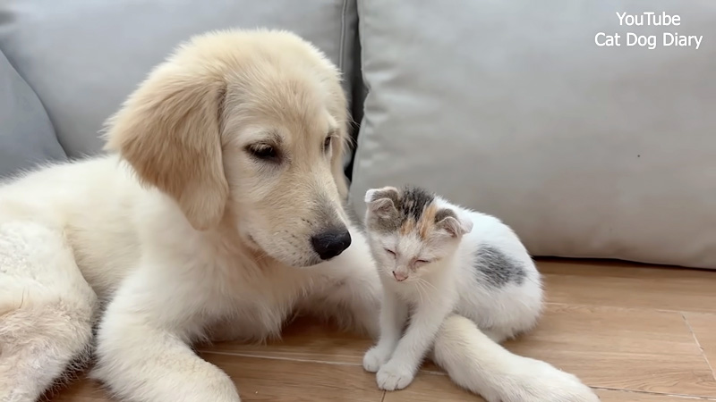 犬と子猫