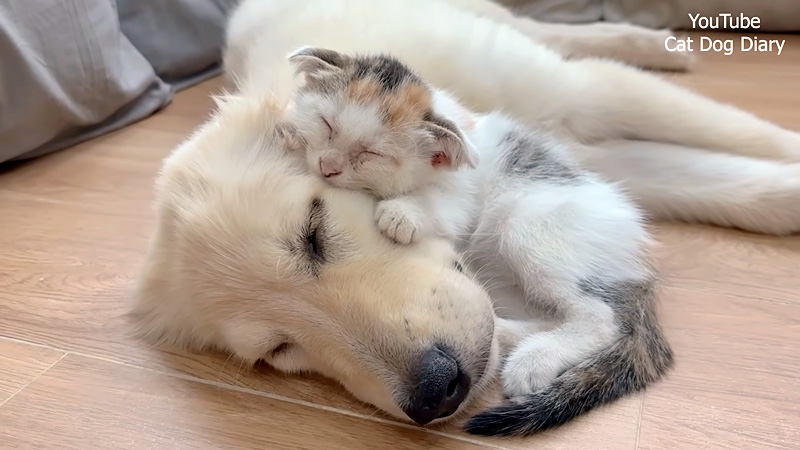 犬に寄り添って眠る子猫