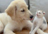 犬に優しくされた子猫