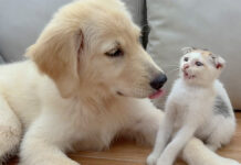 犬に優しくされた子猫