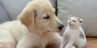 犬に優しくされた子猫