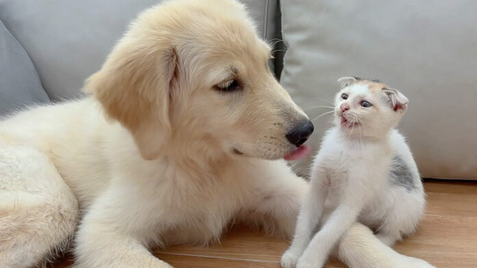 犬に優しくされた子猫