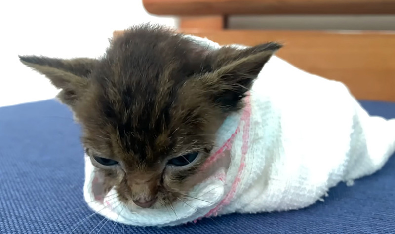 包まれる保護子猫