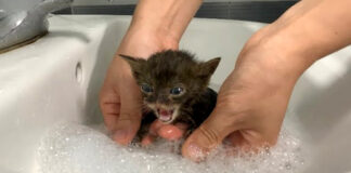 初めてお風呂に入った保護子猫