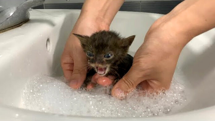初めてお風呂に入った保護子猫