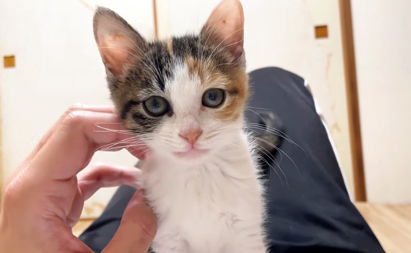 お腹の上で撫でられる子猫