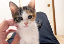 起きたらお腹の上にいた子猫