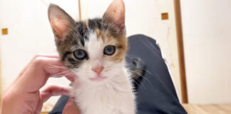起きたらお腹の上にいた子猫