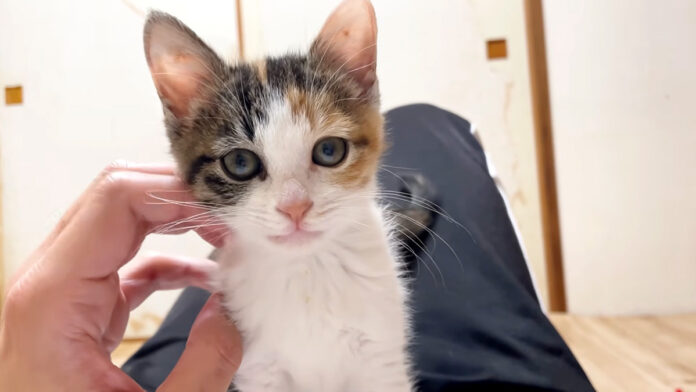 起きたらお腹の上にいた子猫