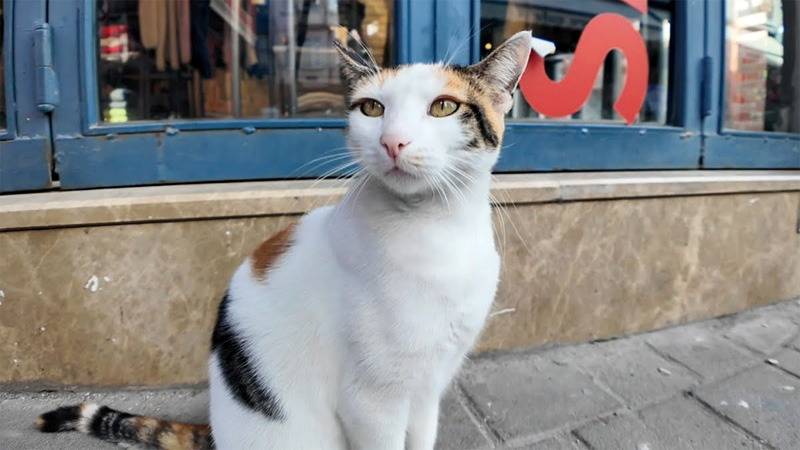 街中をパトロールする猫