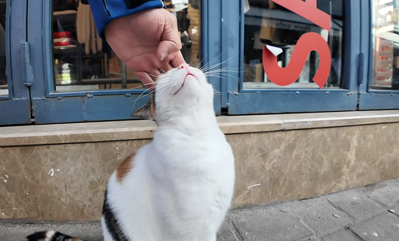 ナデナデを堪能する猫